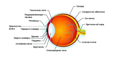 Глаз. Большая российская энциклопедия