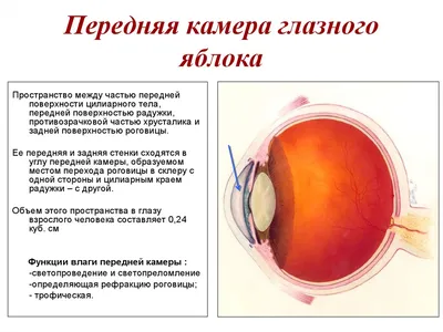 Что такое внутриглазное давление и какова его норма - Лайфхакер