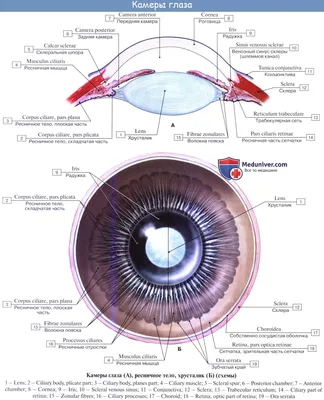 Устройство человеческого глаза (фокусное расстояние, угол обзора и  зуммирование) | ВКонтакте