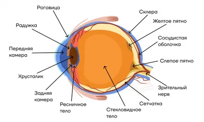 Клиника лазерной хирургии глаза Макарчука on Instagram: \"Сегодня мы  объясним простыми словами, как устроен человеческий глаз. Описание  составляющих частей идет по порядку от внешних (видимых) к внутренним. ⠀ 👀  Роговица - прозрачная