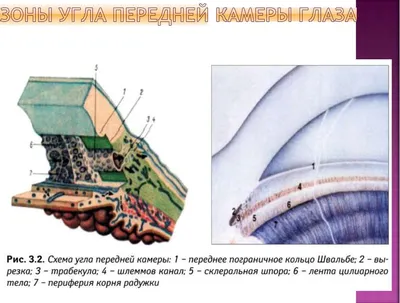 Глаз и коррекция зрения « Лазерная коррекция зрения - MANA REDZE