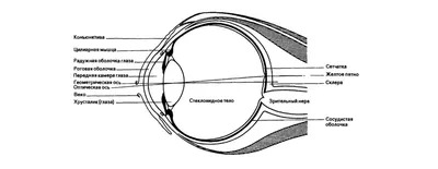 Анатомия: Глаз, oculus. Глазное яблоко, bulbus oculi