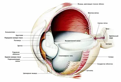 Анатомия глаза: как устроено зрение человека | World Vision Clinic