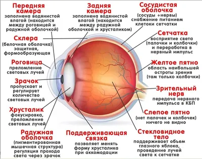 Органы чувств. Часть 1 - Умскул Учебник