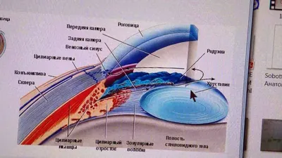 Почему глаз видит все в перевернутом виде - Clean View Clinic