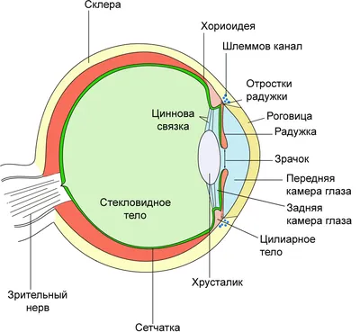 Презентация на тему: АККОМОДАЦИЯ -