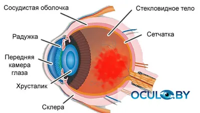 Цитокины во влаге передней камеры глаза и их роль в развитии системного  иммунного ответа на антигены тканей глаза – тема научной статьи по  фундаментальной медицине читайте бесплатно текст научно-исследовательской  работы в электронной