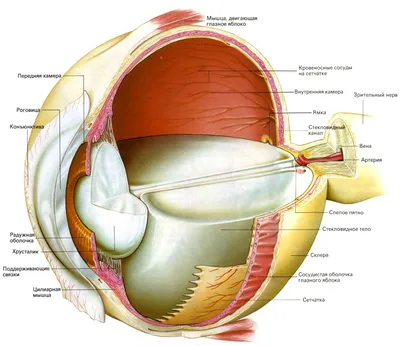 Внутреннее ядро глаза: камеры, хрусталик, стекловидное тело. - YouTube