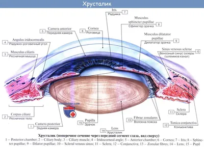 Гемофтальм. Причины, симптомы и способы лечения.