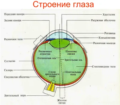 Строение глаза у кошек и собак | ZooVision