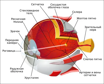 А вы знали что, единственная часть тела, которая не имеет кровоснабжения, -  роговица глаза. | Полезное и интересное | Дзен