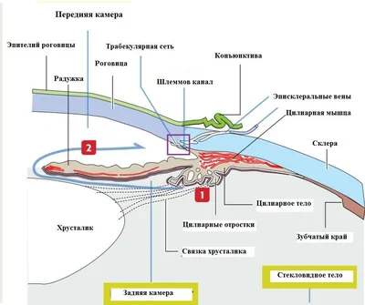 Мультимедиа-анатомия: строение глаза - Фрилансер Сергей Попов unpro -  Портфолио - Работа #2591799