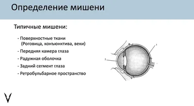 Анатомия: Глаз, oculus. Глазное яблоко, bulbus oculi