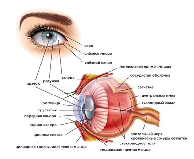 Строение глаза Diagram | Quizlet