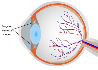 Задняя камера глаза / З / Словарь терминов