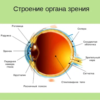 Меланома глаза – признаки, симптомы, лечение, прогноз