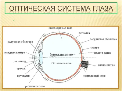 Анатомия: Глаз, oculus. Глазное яблоко, bulbus oculi