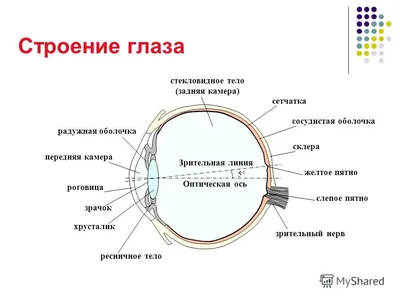 Строение роговицы – Наука