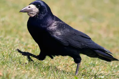 Перелетная птица с черным блестящим оперением фото фото