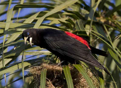 ТРУПИАЛОВЫЕ или АМЕРИКАНСКИЕ ИВОЛГИ ( Icteridae)