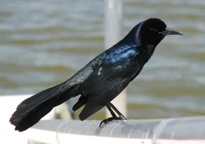 Сине черные птицы (83 фото) - красивые фото и картинки pofoto.club