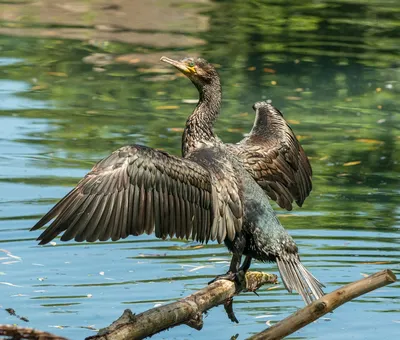 ТРУПИАЛОВЫЕ или АМЕРИКАНСКИЕ ИВОЛГИ ( Icteridae)