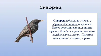 Презентация мир природы и человека \"Перелётные птицы\" 3 класс Вариант 8.3