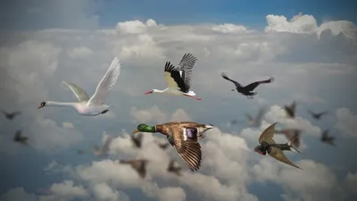 Image result for перелетные птицы россии | Картинки домашних животных, Для  детей, Дети