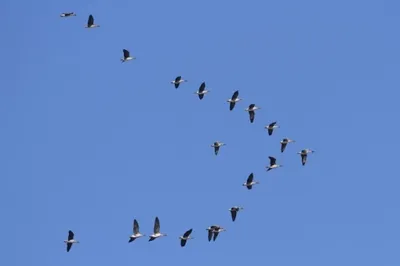 Перелетные птицы вернутся в регион позже обычного из‑за холодной весны - В  регионе - РИАМО в Подольске