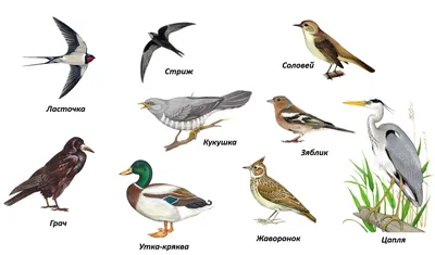 Рисунок акварелью \"Перелетные птицы\" Stock-Illustration | Adobe Stock