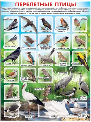 Зимующие и перелетные птицы — Сайт детского сада №61 \"Тропинка\"