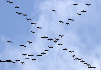 В Марий Эл возвращаются перелетные птицы » МЭТР - Марий Эл Телерадио