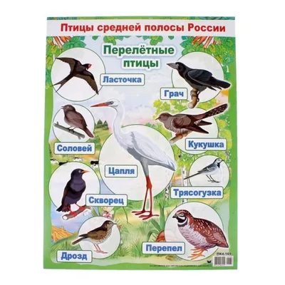 Почему перелётные птицы летят на север? Ведь они могут остаться на юге  навсегда! | В мире животных | Дзен