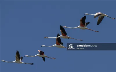 Перелетные птицы в Турции | Местные новости