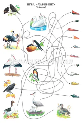 Конспект занятия по рисованию в старшей группе «Перелетные птицы. Скворец»  Видео (22 фото). Воспитателям детских садов, школьным учителям и педагогам  - Маам.ру
