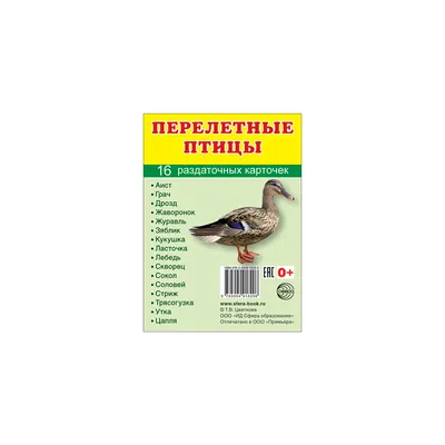 Зимующие и перелетные птицы — Сайт детского сада №61 \"Тропинка\"