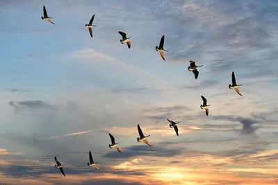 В Коми первыми прилетели перелетные птицы-разведчики | Комиинформ