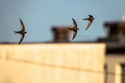 Возвращение зимы замедлило весеннюю миграцию птиц – перелетные птицы  повернули обратно на юг | Yle Novosti | Yle
