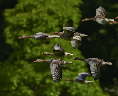 Перелетные птицы начнут покидать Московский регион в сентябре - В регионе -  РИАМО в Реутове