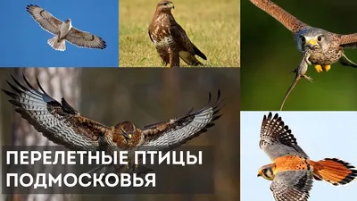 Первые перелетные птицы вернутся в Московский регион в середине марта - В  регионе - РИАМО в Мытищах