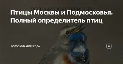 Перелетные птицы покидают леса Подмосковья - В регионе - РИАМО в Подольске