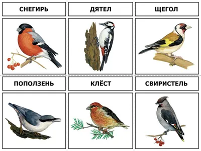 Составлен график возвращения птиц в столицу: на днях ожидается зяблик - МК