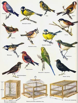 Картинки птицы летом с названиями (70 фото) » Картинки и статусы про  окружающий мир вокруг