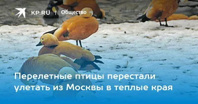Большинство перелетных птиц улетели на зимовку из Московского региона - В  регионе - РИАМО в Мытищах