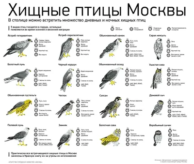 электронный образовательный маршрут для детей подготовительной группы  \"птичий дворик\" | Методическая разработка (подготовительная группа) на  тему: | Образовательная социальная сеть