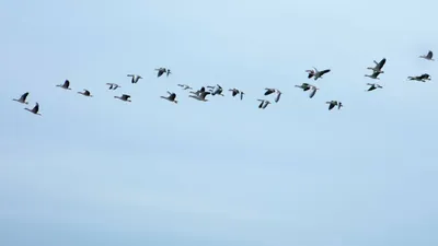 Фотофакты. Перелетные птицы прилетели в Алтайский край раньше обычного