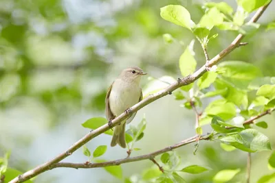 Ученый СО РАН объяснил, почему на самом деле мигрируют перелетные птицы |  ИА Красная Весна