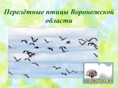 Фауна байкальской природной территории. Птицы | ИРКИПЕДИЯ - портал  Иркутской области: знания и новости
