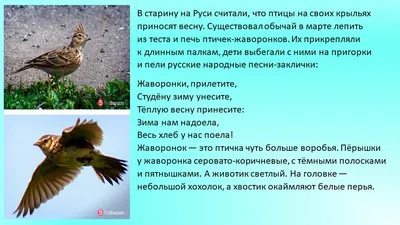 Перелетные Птицы Сибири - 67 фото