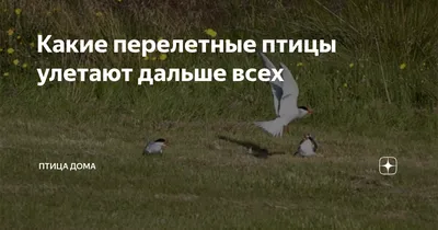 Перелетные птицы, зараженные новым штаммом гриппа, могут появиться в Сибири  в апреле - ТАСС